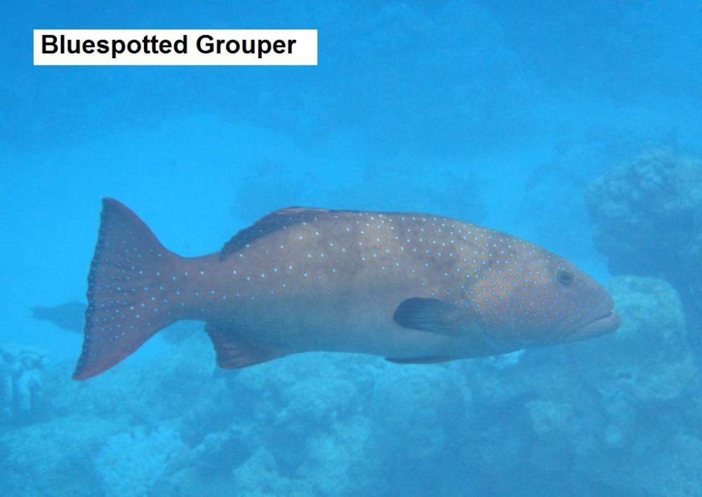 Sbluespotted Grouper